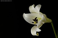 /album/still-life/tulipano-jpg/