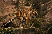 /album/animals/img-3pic389-jpg1/