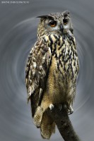 /album/animals/img-3086-jpg1/