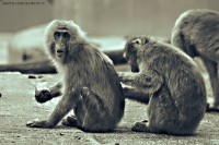 /album/animals/img-3104-jpg1/