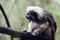 /album/animals/img-3248-jpg1/