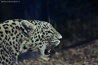 /album/animals/img-3358-jpg1/