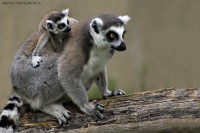 /album/animals/img-3422-jpg1/