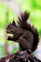 /album/animals/scoiattolo-jpg1/