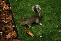 /album/animals/img-8517-jpg/