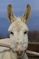 /album/animals/asinello-jpg/