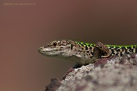 /album/animals/img-2529-jpg/