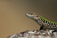 /album/animals/lucertola-jpg/