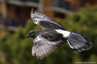 /album/animals/img-2716-jpg/