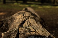 /album/nature/img-0245-jpg/