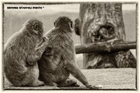 /album/animals/scimmie-jpg/