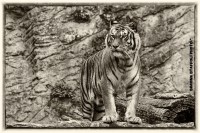 /album/animals/tigre-jpg/