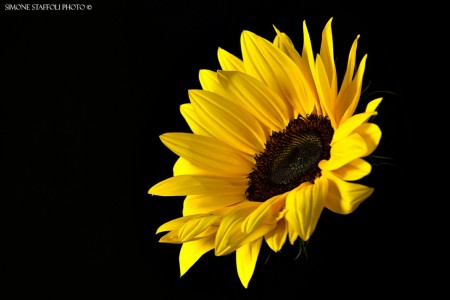 Girasole