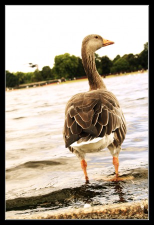 Queen Goose
