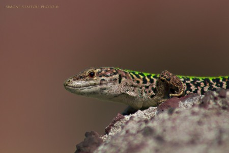 Tintarella