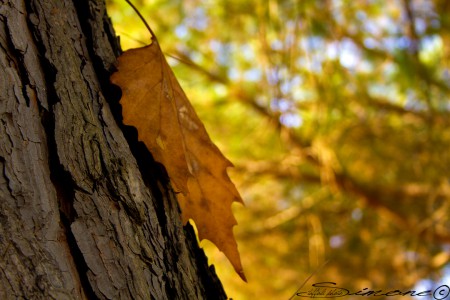 Autumn Colors
